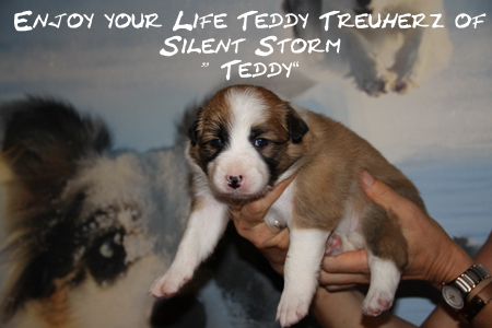 files/user_uploads/E-wurf/e3w-teddy.jpg