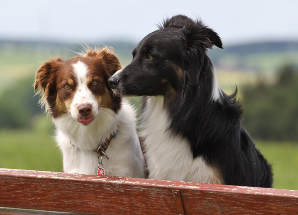files/user_uploads/hunde/Bilder fuer news/F-JundB1.jpg