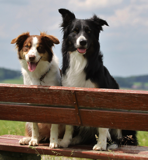 files/user_uploads/hunde/Bilder fuer news/F-JundB2.jpg
