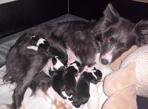 files/user_uploads/hunde/Bilder fuer news/Karangas.jpg