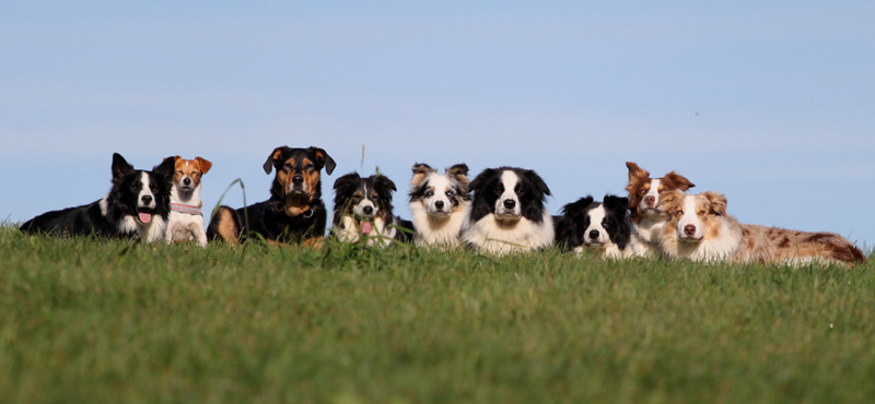 files/user_uploads/hunde/Bilder fuer news/gruppe.jpg