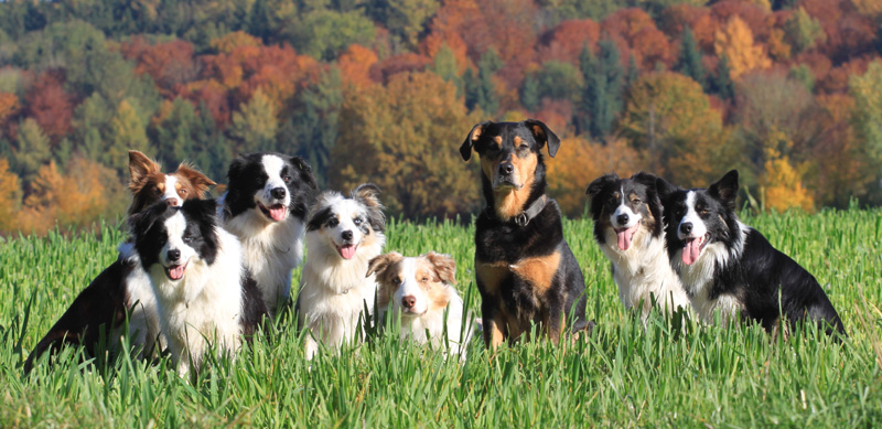 files/user_uploads/hunde/Bilder fuer news/gruppe2.jpg