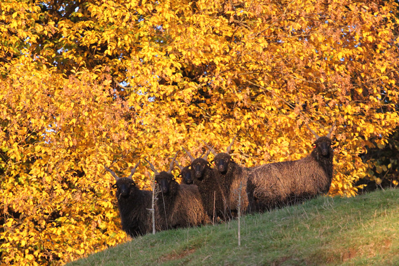 files/user_uploads/hunde/Bilder fuer news/herbstschafe.jpg