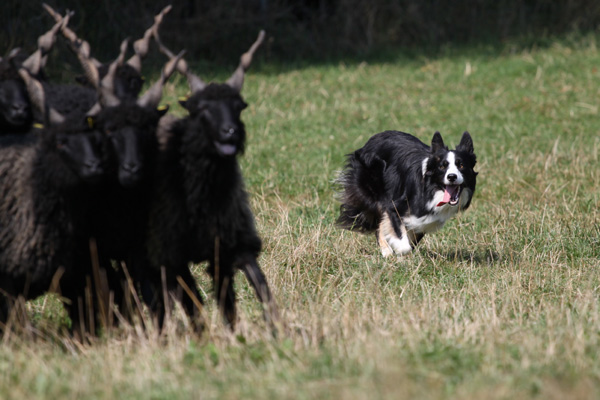 files/user_uploads/hunde/Bilder fuer news/stormherd.jpg