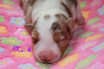 files/user_uploads/hunde/gemischt/C-wurf/1.week3-2.jpg