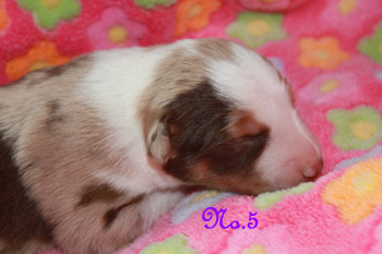 files/user_uploads/hunde/gemischt/C-wurf/1.week5.jpg