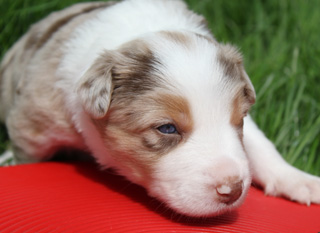 files/user_uploads/hunde/gemischt/C-wurf/3.wo3.jpg