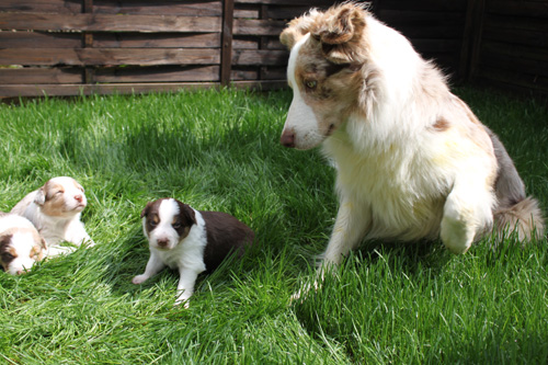 files/user_uploads/hunde/gemischt/C-wurf/3.wopapa.jpg