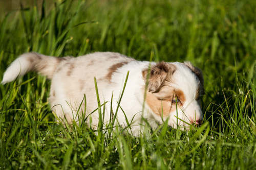 files/user_uploads/hunde/gemischt/C-wurf/5w.2.jpg