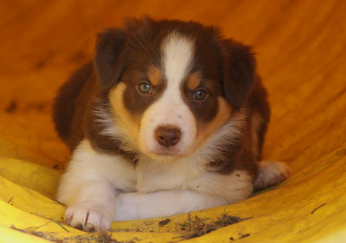files/user_uploads/hunde/gemischt/D-wurf/5,5drive.jpg