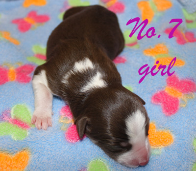files/user_uploads/hunde/gemischt/D-wurf/D7.jpg