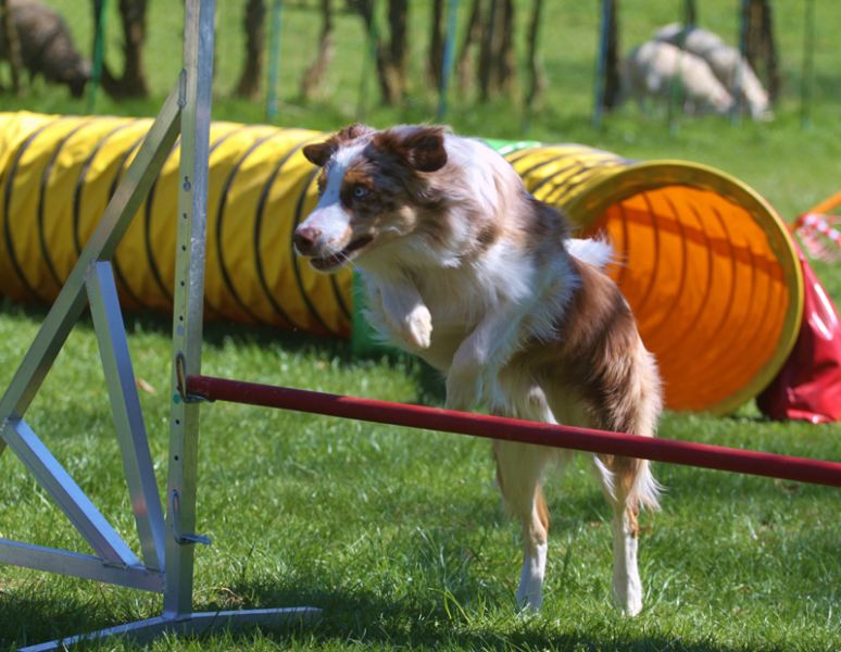 files/user_uploads/hunde/gemischt/D-wurf/Design3.jpg