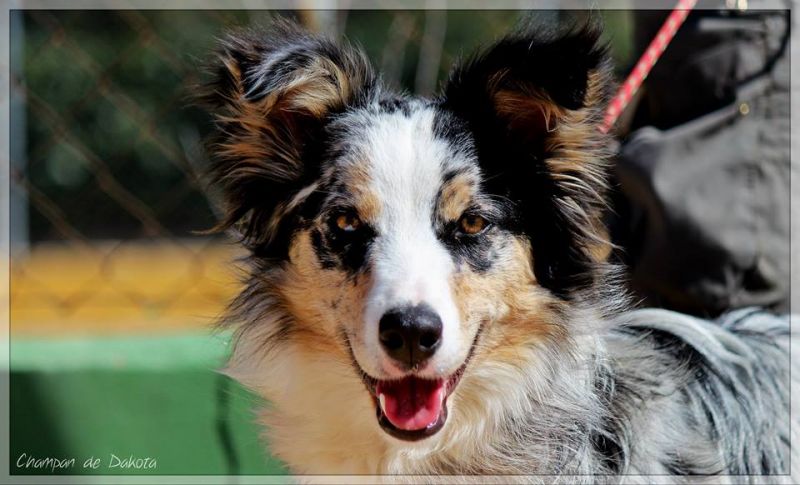 files/user_uploads/hunde/rueden/smile/nachzucht Smile/Champ1.jpg