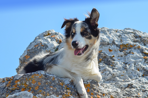 files/user_uploads/hunde/rueden/smile/nachzucht Smile/Frank.jpg