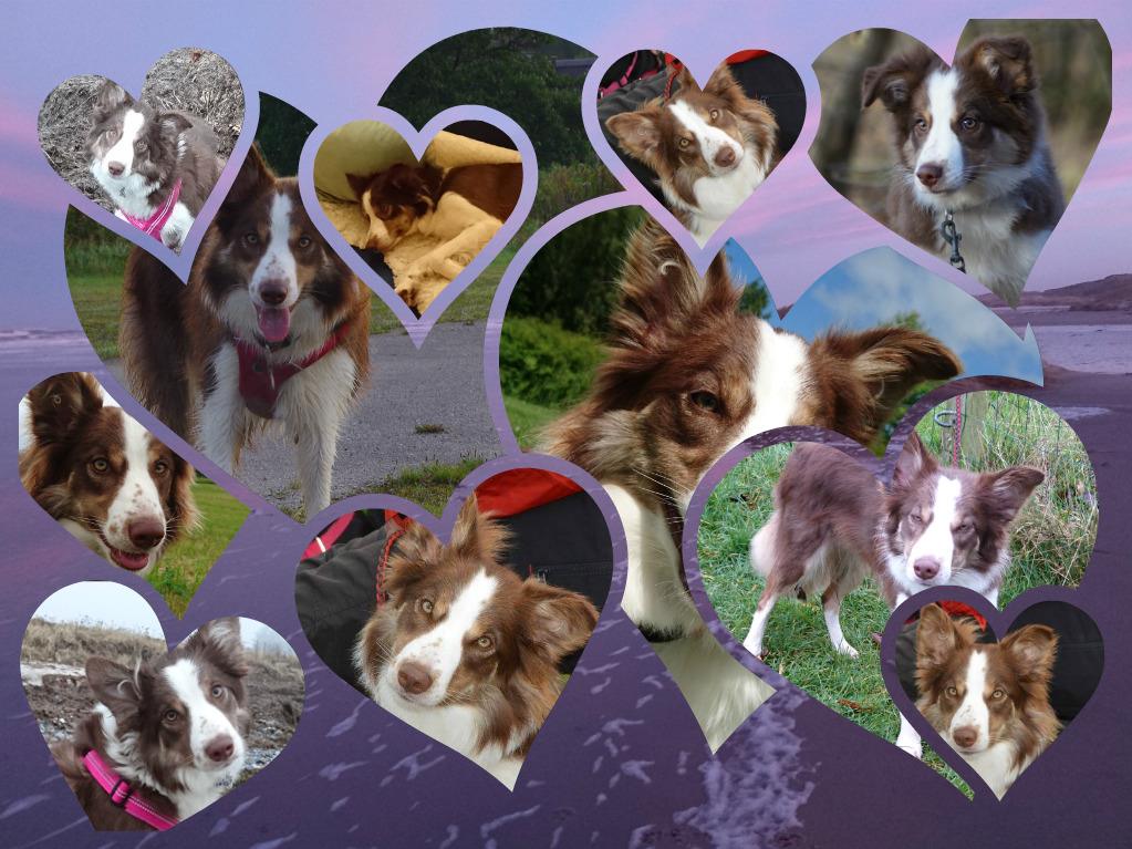 files/user_uploads/hunde/rueden/smile/nachzucht Smile/Hazel A.jpg