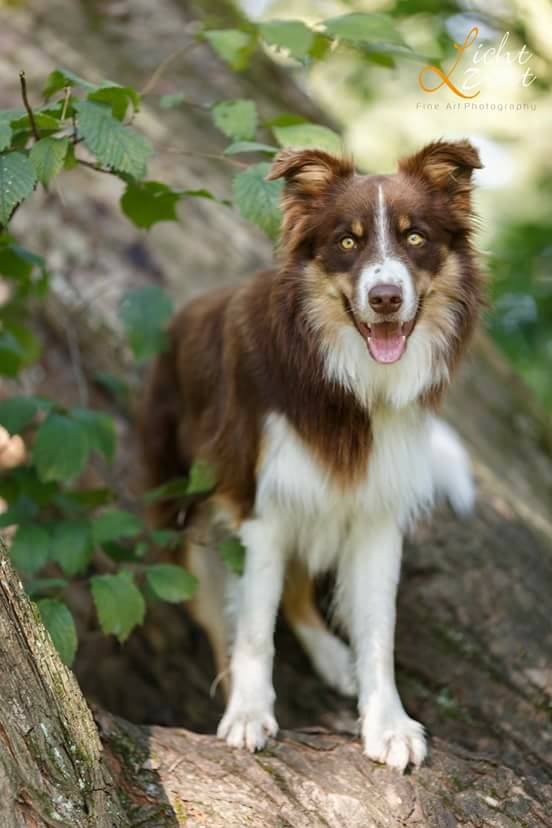 files/user_uploads/hunde/rueden/smile/nachzucht Smile/Monaco.jpg