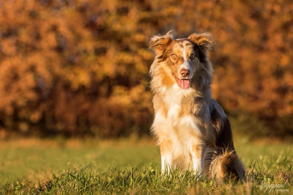 files/user_uploads/hunde/rueden/smile/nachzucht Smile/samy.jpg