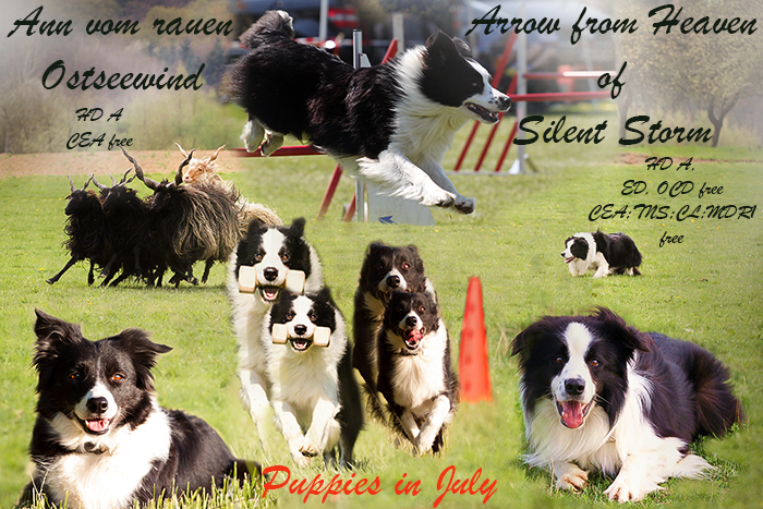 files/user_uploads/planung/Anncollage.jpg